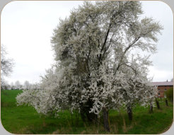 Mirabelle, neben einem Nußbaum die einzige Zeugin,dass hier mal Hosenthiens Garten war, Foto von 2016