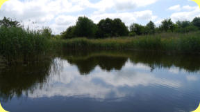 ehemalige Badeanstalt in Wellen, heute ein Biotop, Foto Juni 2017