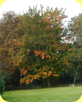 Laubfärbung - die Vorboten des herannahenden Herbst- 22.09.2017