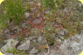 Wie lange schon der Domfelsen frei von Wasser ist, zeigt die üppige Vegitation und die vielen Tomatenpflanzen mit roten Früchten.