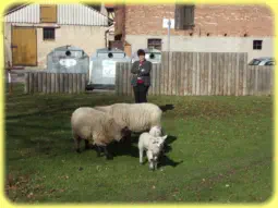 Das ist Hemsdorf: Schafe mit Lämmer auf dem Dorfanger.  Foto: vom 11.05.2005