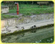Foto vom 20.09.2019, auch im Dezember lagen die Öffnungen für die Wasserentnahme der FFW über den Wasserspiegel des Dorfteiches.