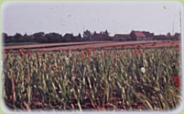 Gladiolenfeld vor Hemsdorf. Raecke hatte in Hemsdorf bis 1945 auch eine Gladiolenzucht.