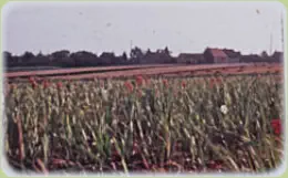 Gladiolenfeld vor Hemsdorf. Raecke hatte in Hemsdorf bis 1945 auch eine Gladiolenzucht.