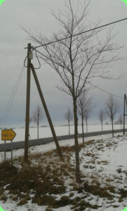 Die Blutbuchen, gepflanzt 2007, an der Kreuzung