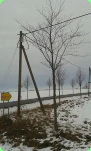 Die Blutbuchen, gepflanzt 2007, an der Kreuzung