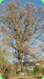 die Eiche mit 4,10 Meter im Umfang, mit ihren 328 Jahren ist sie der ältteste Baum Im Dorf, gepflanzt um 1689