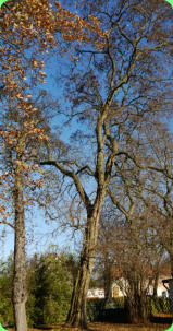Akazie in Rudolf's Garten am Teich, 216 cm Umpfang, Alter ca. 108 Jahre