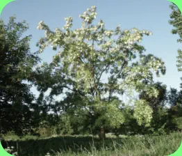 Die Akazie (Rubunie) 2011 rechts auf dem Weg zum Scheibenberg. Gepflanzt wurde sie und auch die Kastanien durch Edmond Schwitzer umdas Jahr 200ß