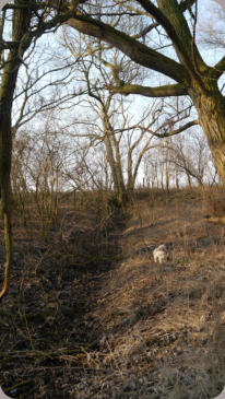 Febr.20017, Blick von der Schrote (Fischteich) in Richtung Feldweg